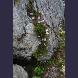2007-05_09Saletsteig (100).JPG